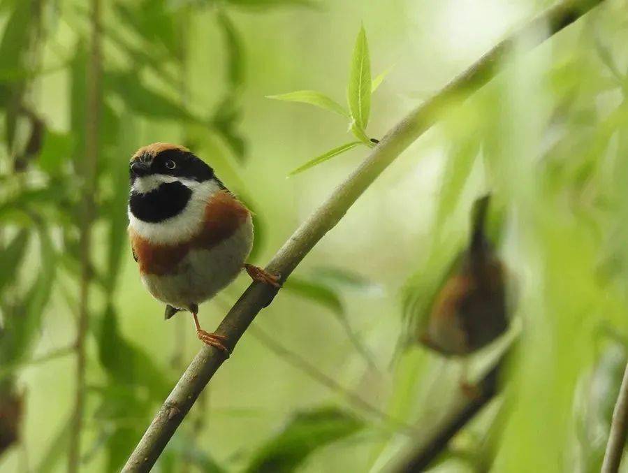 小鸟啾啾啾 ,啾啾啾啾啾|三明治_故事