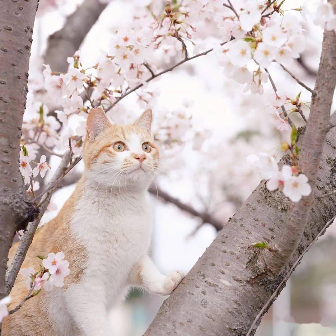 猫与花