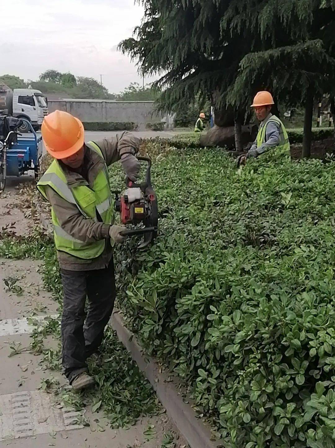 灌木修剪枯枝、枯叶清理对草坪进行了疏草、修剪，加强水肥管理，促进草