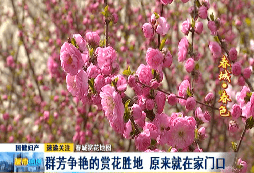 介绍,公园内现在开得最好的是李子花和梨花,马上要开的是榆叶梅还有