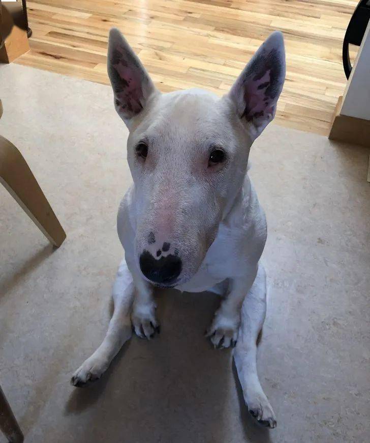 丑萌丑萌的牛头梗,要不要来一只.