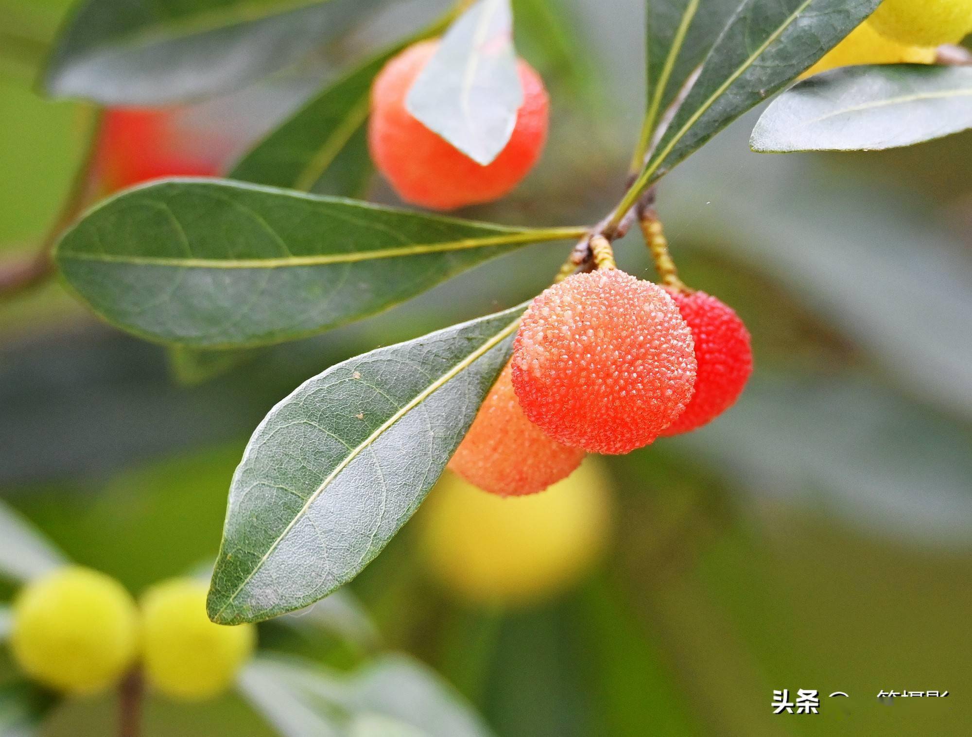 那就来一场望梅止渴吧