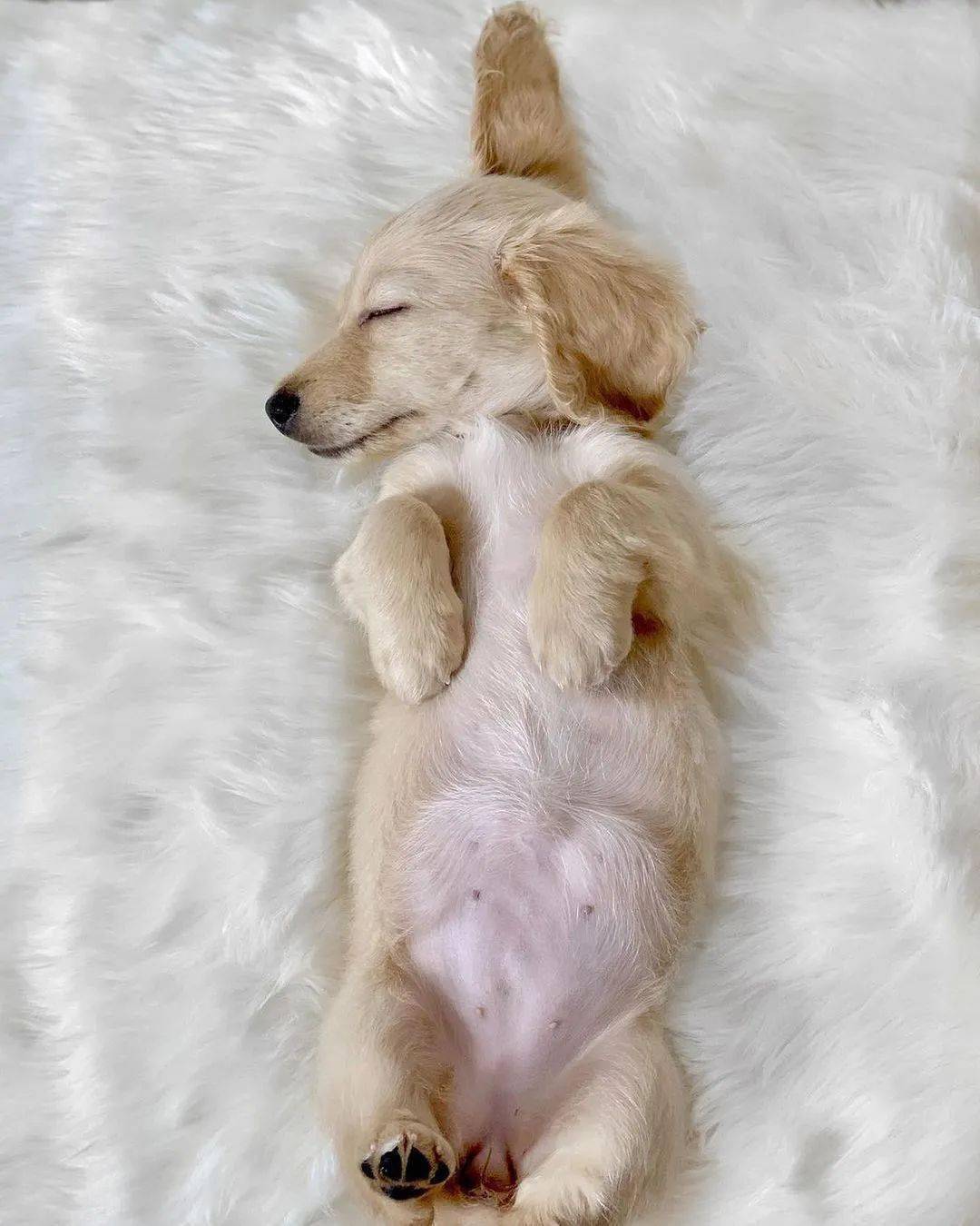 心情不好就来看看小奶狗乖巧安静的睡颜整个人都被治愈了