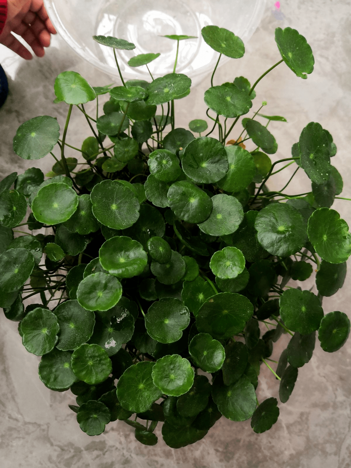 4e2888573783494e94f656ff7101bfdc.png