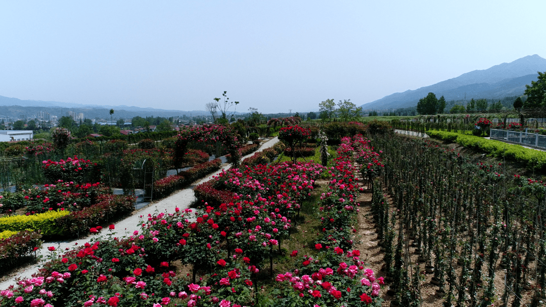 关注| 汉阴这片玫瑰花海浪漫绽放等你来