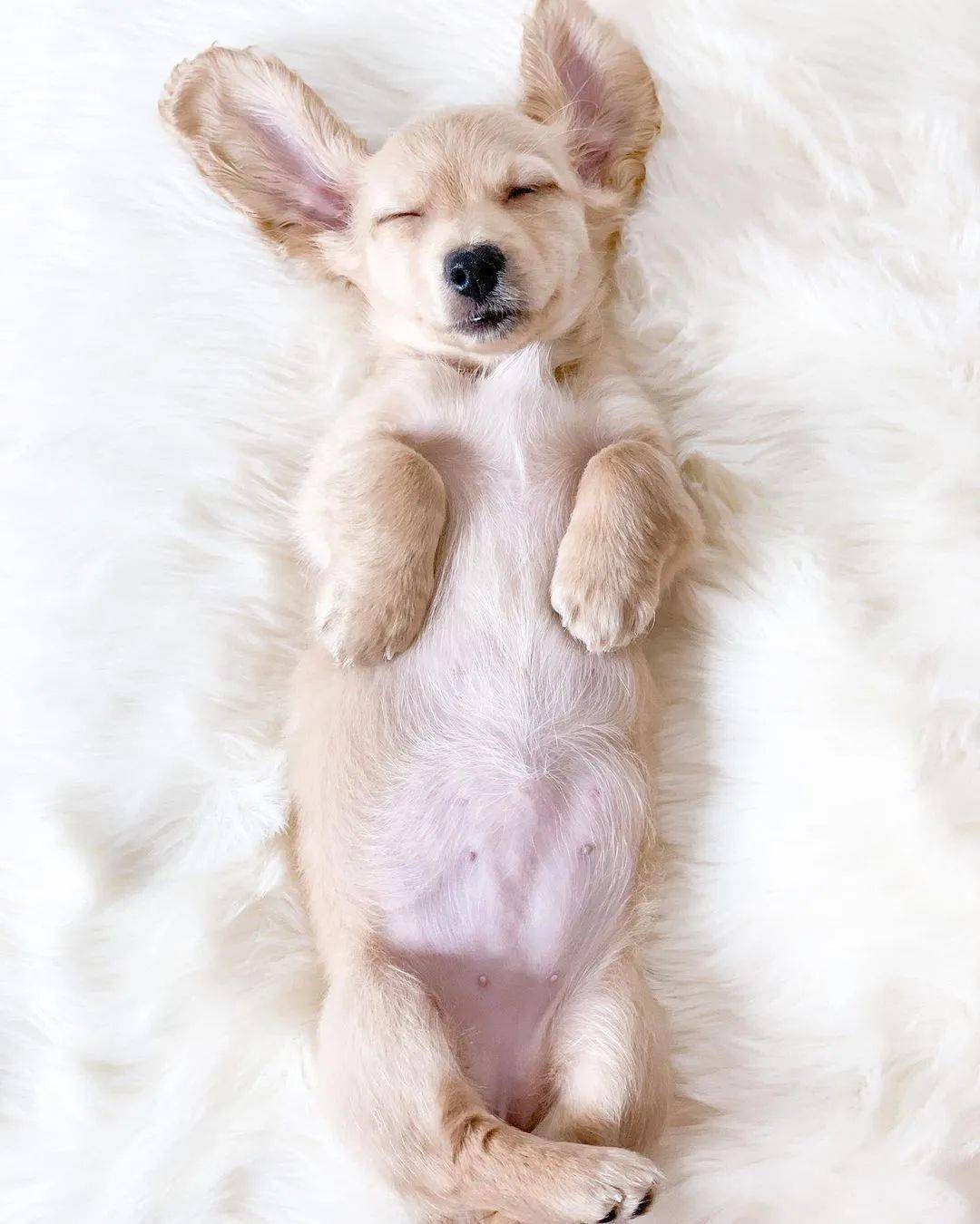 心情不好就来看看小奶狗乖巧安静的睡颜整个人都被治愈了