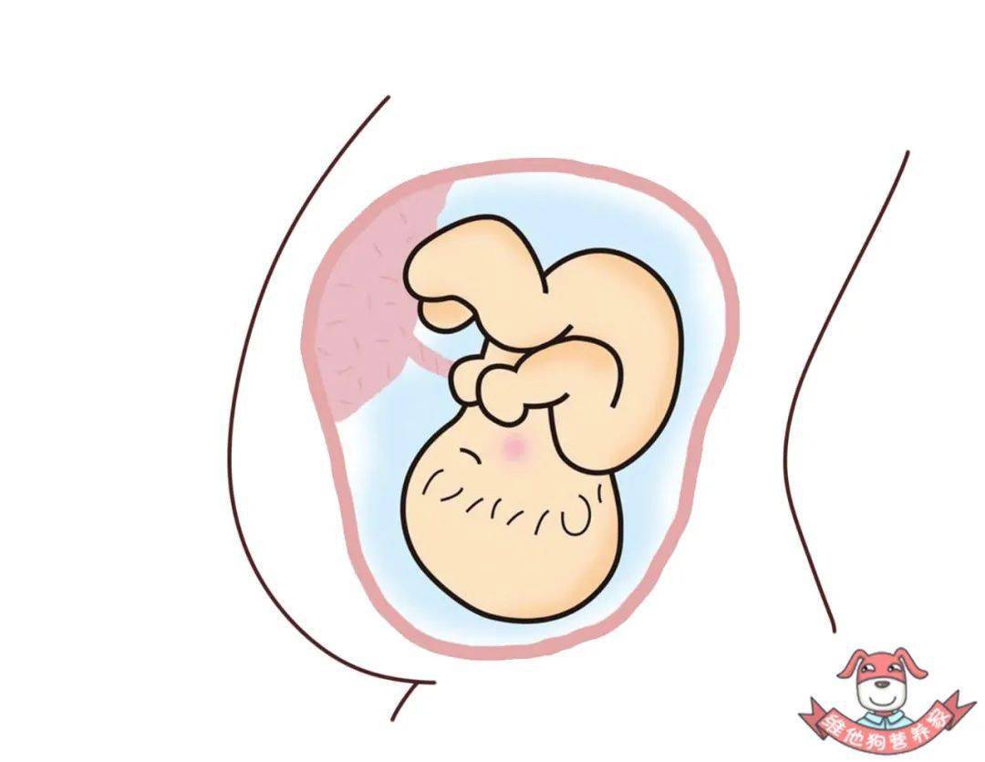 因为在孕期最后三个月当中