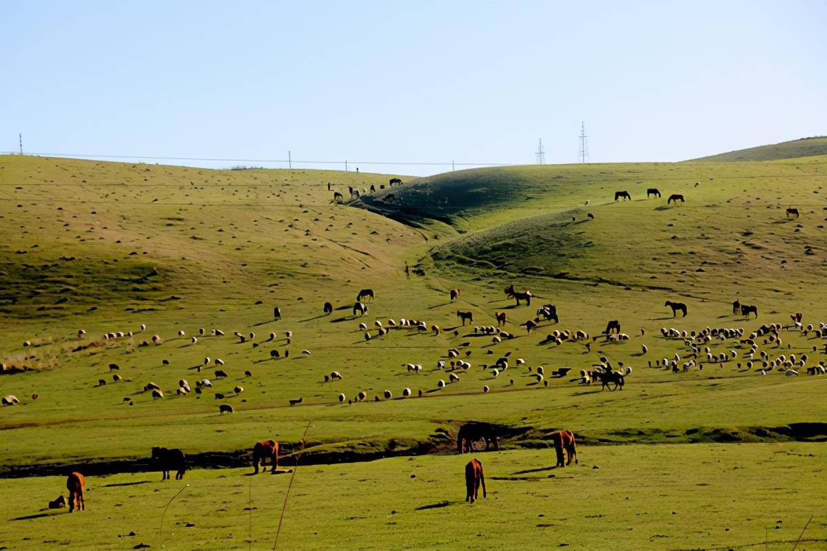 昭苏草原 春美如画