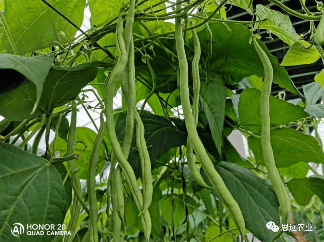 執行標準化芸豆拿高產