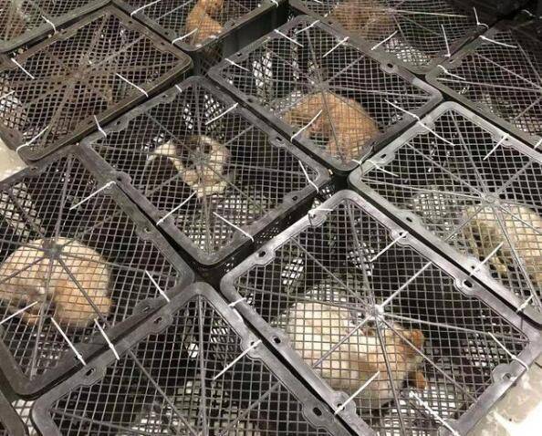 热点关注丨"成都宠物盲盒事件"后续:已开始治疗生病的猫狗_动物