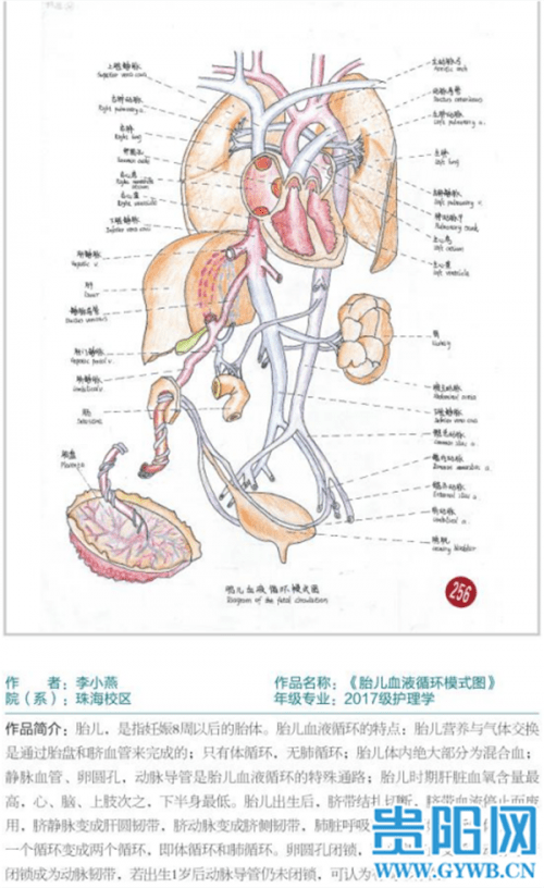 被学医耽误的画家 贵州这所学校学生画的人体器官结构图栩栩如生