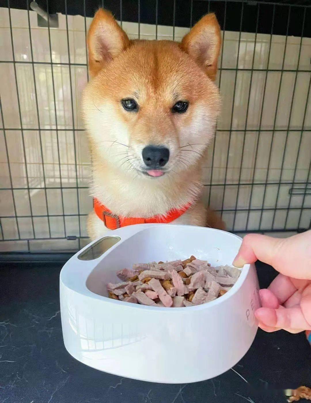 柴犬买家秀等饭吃的乖乖