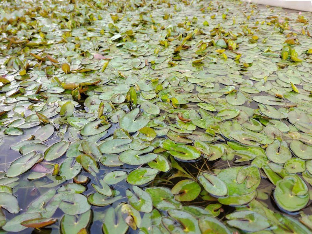 葑情芡实苗搬家轶事