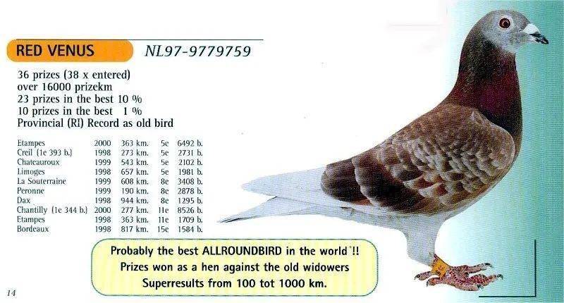 从不花大价钱引种,但他却能育出世界铭鸽!