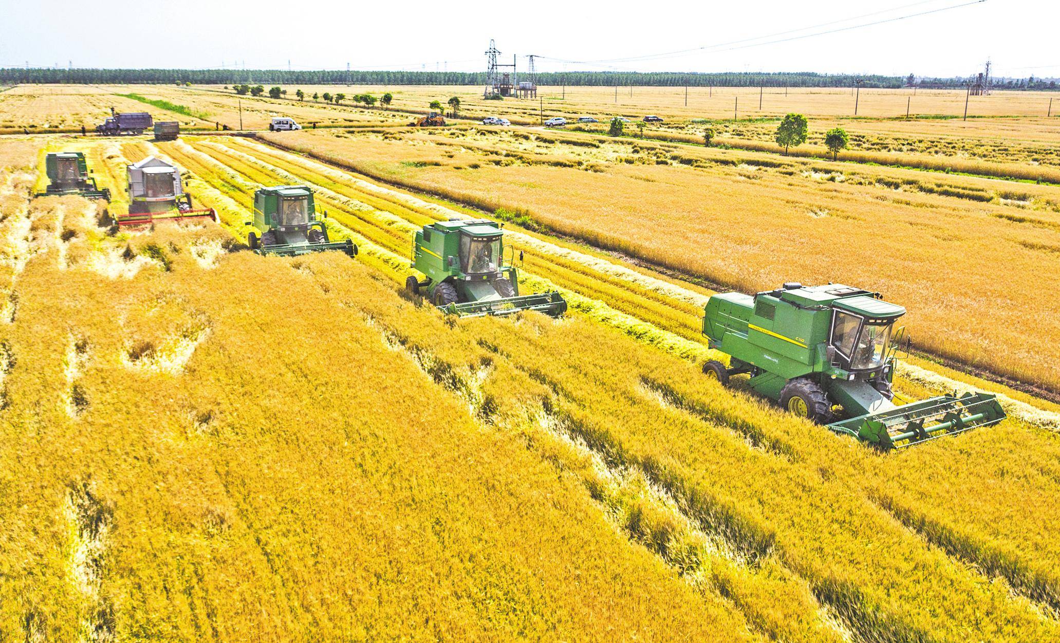 大麦夏收全面铺开