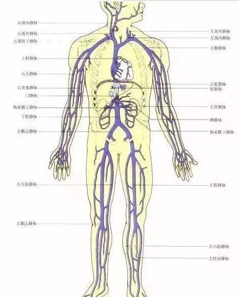 全身筋结点位置图图片