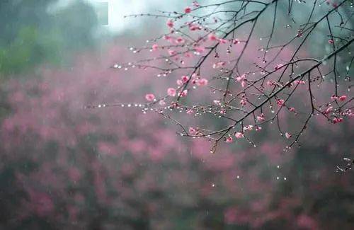 杏花煙雨醉江南