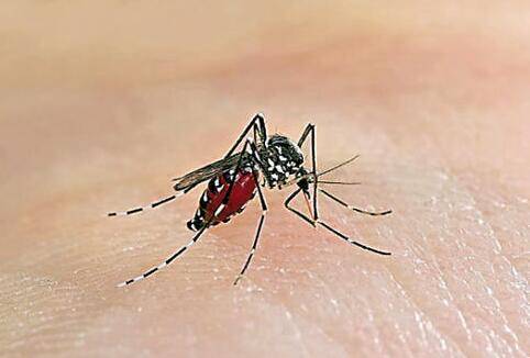 小心花斑蚊预防登革热