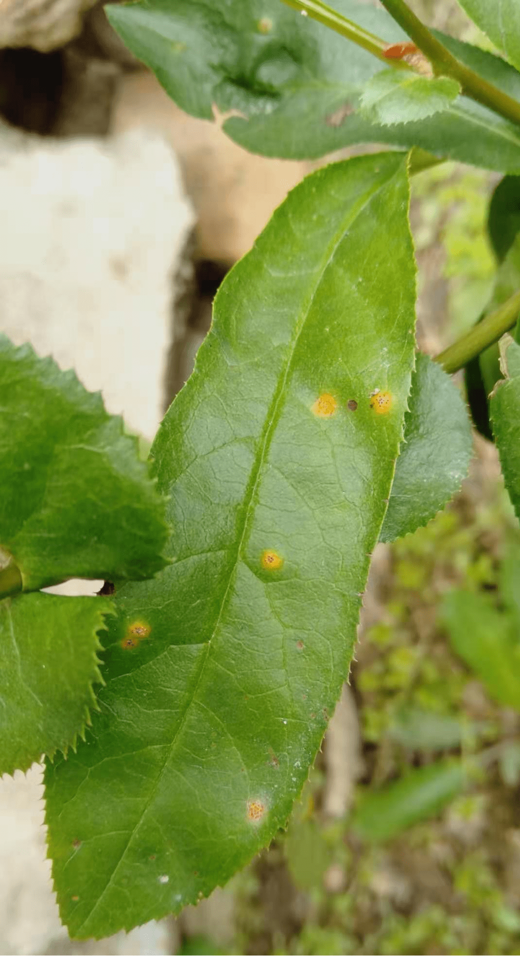 鸡蛋花锈病症状图片