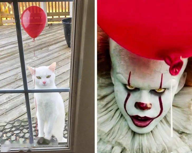 来一场动物模仿秀,你觉得哪个最像