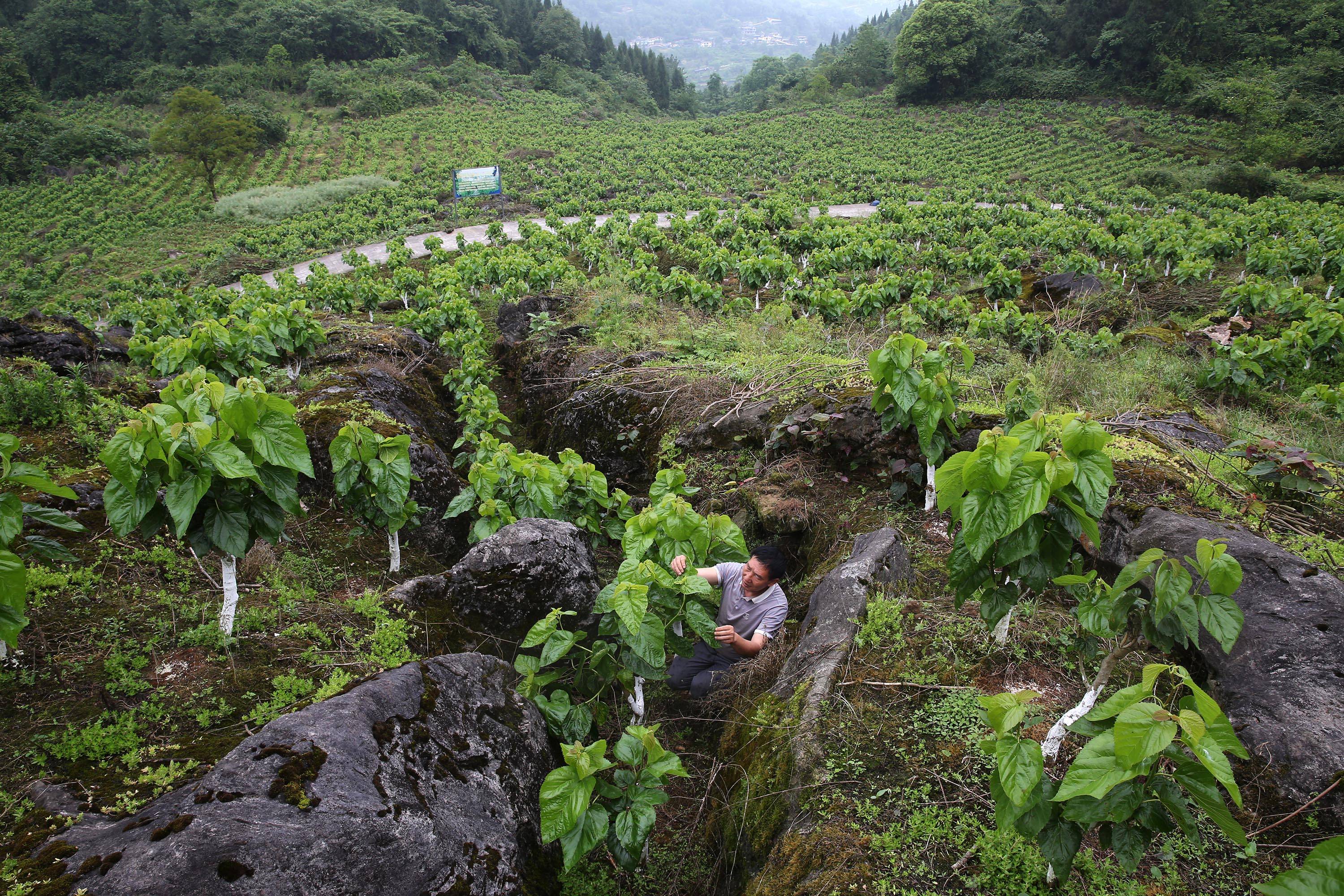 5月8日,重庆市黔江区濯水镇双龙村村民在管护石漠化地里的桑树