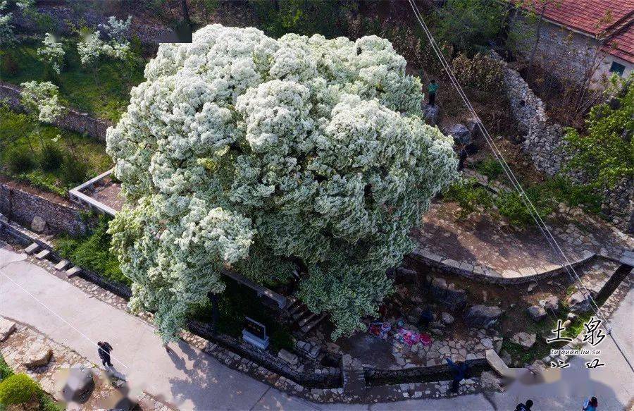 漂亮淄川土泉流苏树进入盛花期