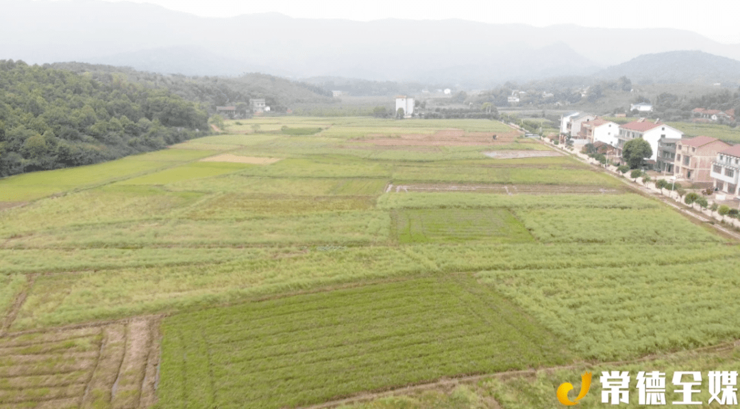 沅澧百镇千村行常德鼎城双桥坪镇稻油轮作果木香环保养殖效益高