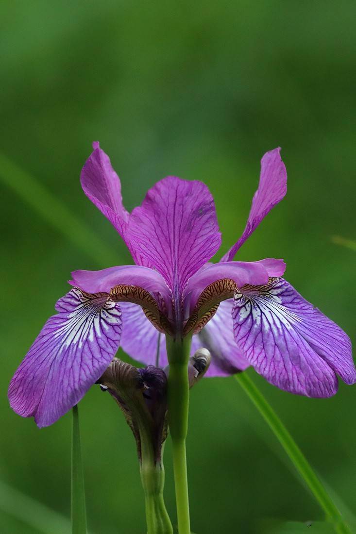 鸢尾花蓝色蝴蝶飞了起来