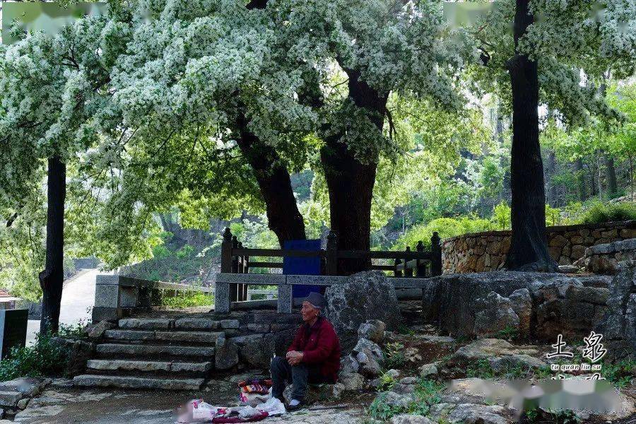 漂亮淄川土泉流苏树进入盛花期