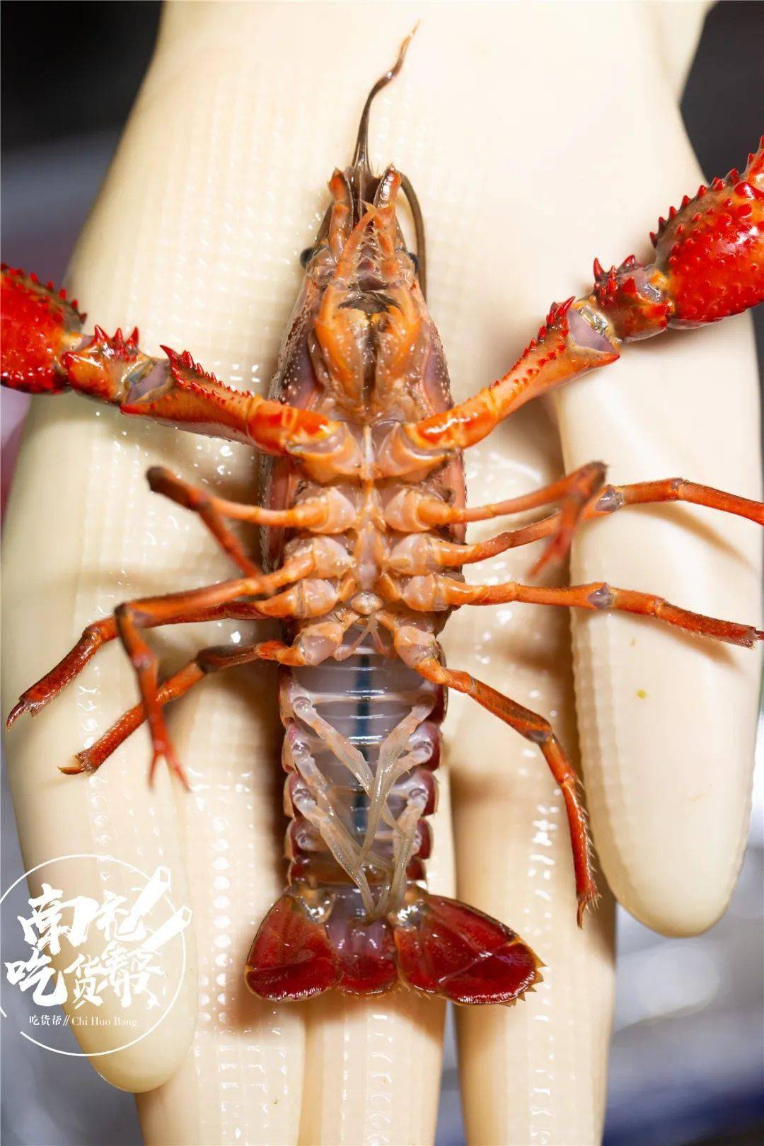 爱妈妈就带妈妈去吃龙虾享受狂吸爆黄龙虾的幸福