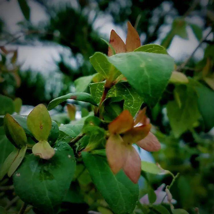 陕菜61美学观音粉