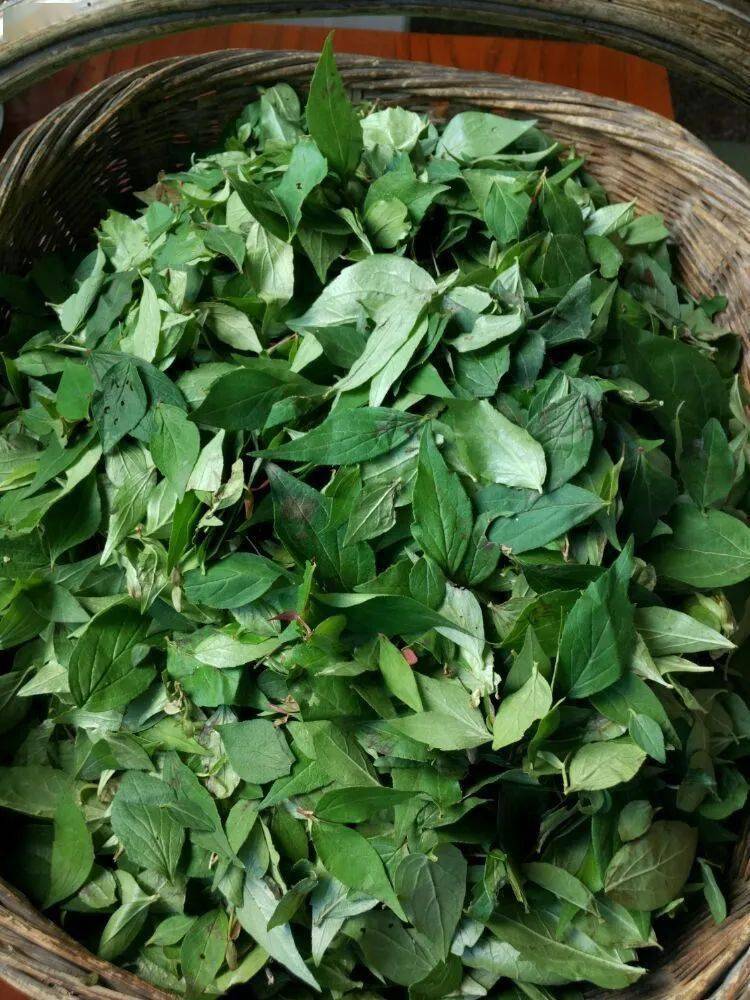 陕菜61美学观音粉