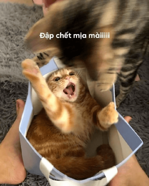 战况|主人亲了下小猫咪，它居然懂得回亲一下，要被萌死了！