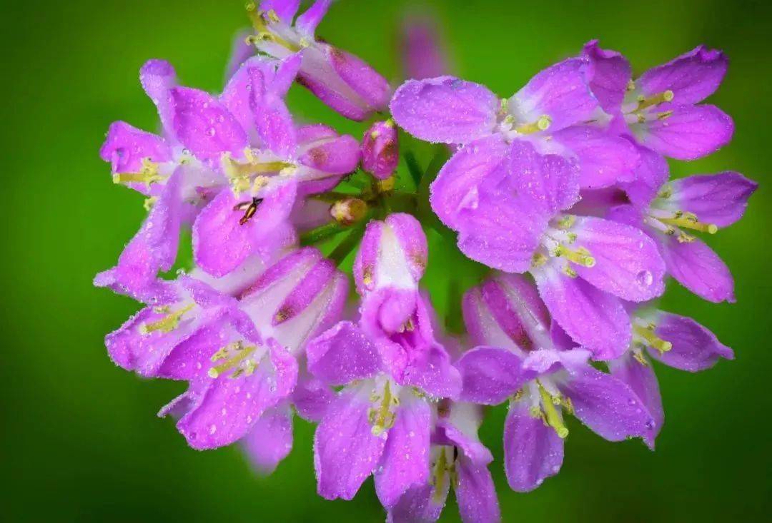 青川就成了山林间的独特美景当紫色的芥菜花在马鞍山开成海风味特殊可