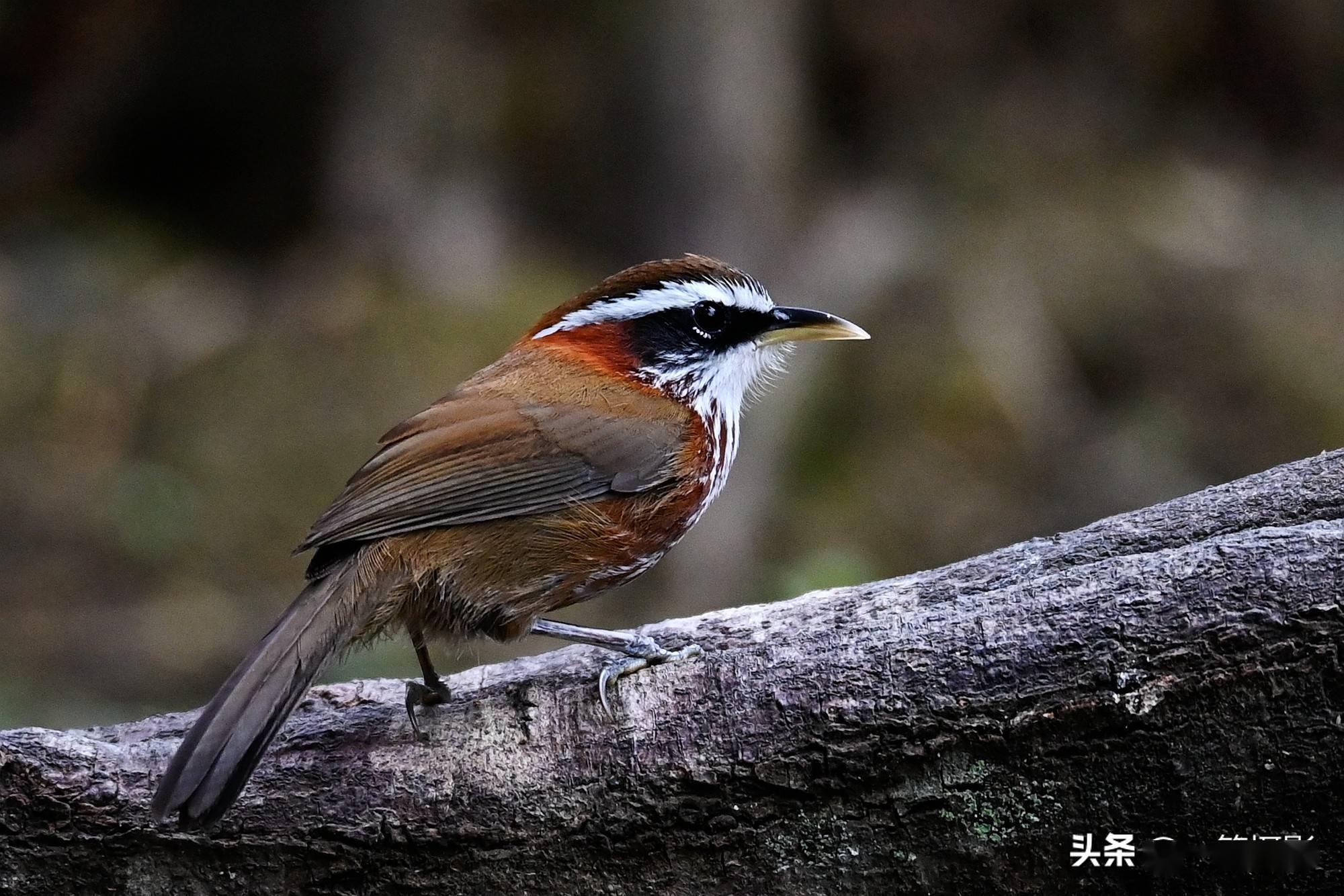 广东南岭大山里的棕颈钩嘴鹛 褐色