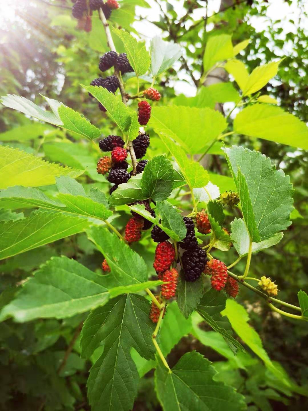 又是一年桑葚季边摘边吃边探险野生桑葚酸又甜