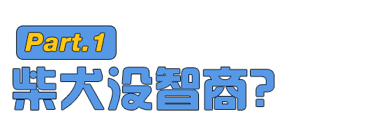 柴犬为什么总是被卡住狗头 智商