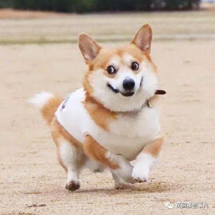 柯基 甲斐犬 狗子长成了熊的模样 柯基的小短腿基因 真的太强了 Kuma
