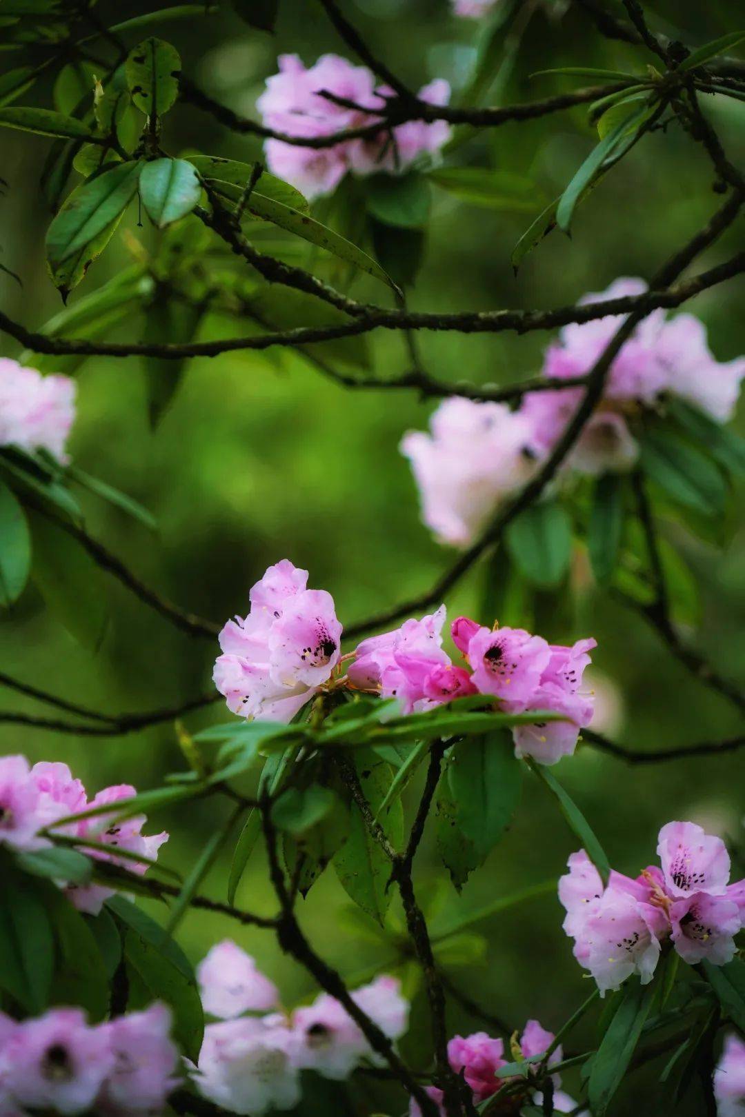 赏景避暑清凉瓦屋山空调加美景杜鹃花依旧盛开