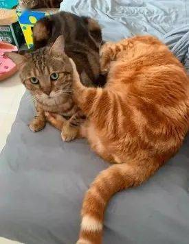 蛋蛋|喵生太艰难，猫：我受不了这委屈！