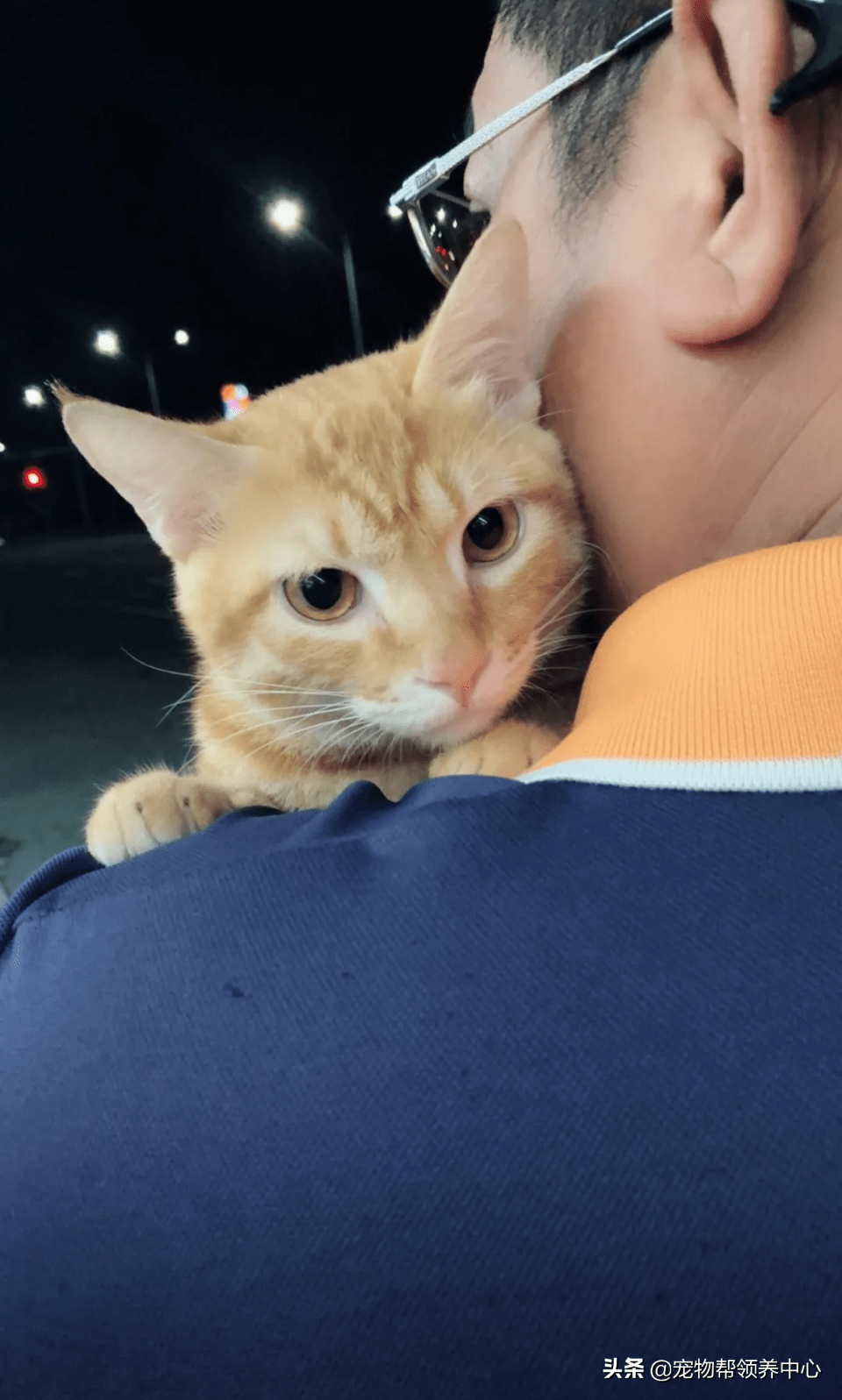 和猫一起睡觉有细菌吗 51e37ad7c3a34016a001d2a1f2c4d033.png