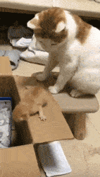 蛋蛋|喵生太艰难，猫：我受不了这委屈！