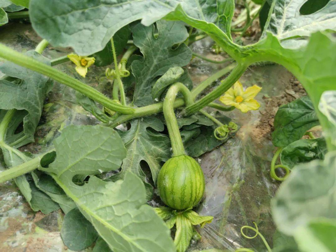 南邵镇采用新模式种植的麒麟瓜下月即将大批上市
