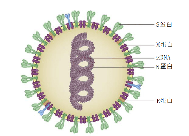 新冠病毒示意图图片