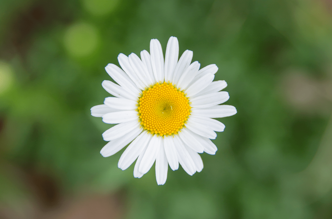 雏菊花开浪漫快收下这份西昌初夏小美好