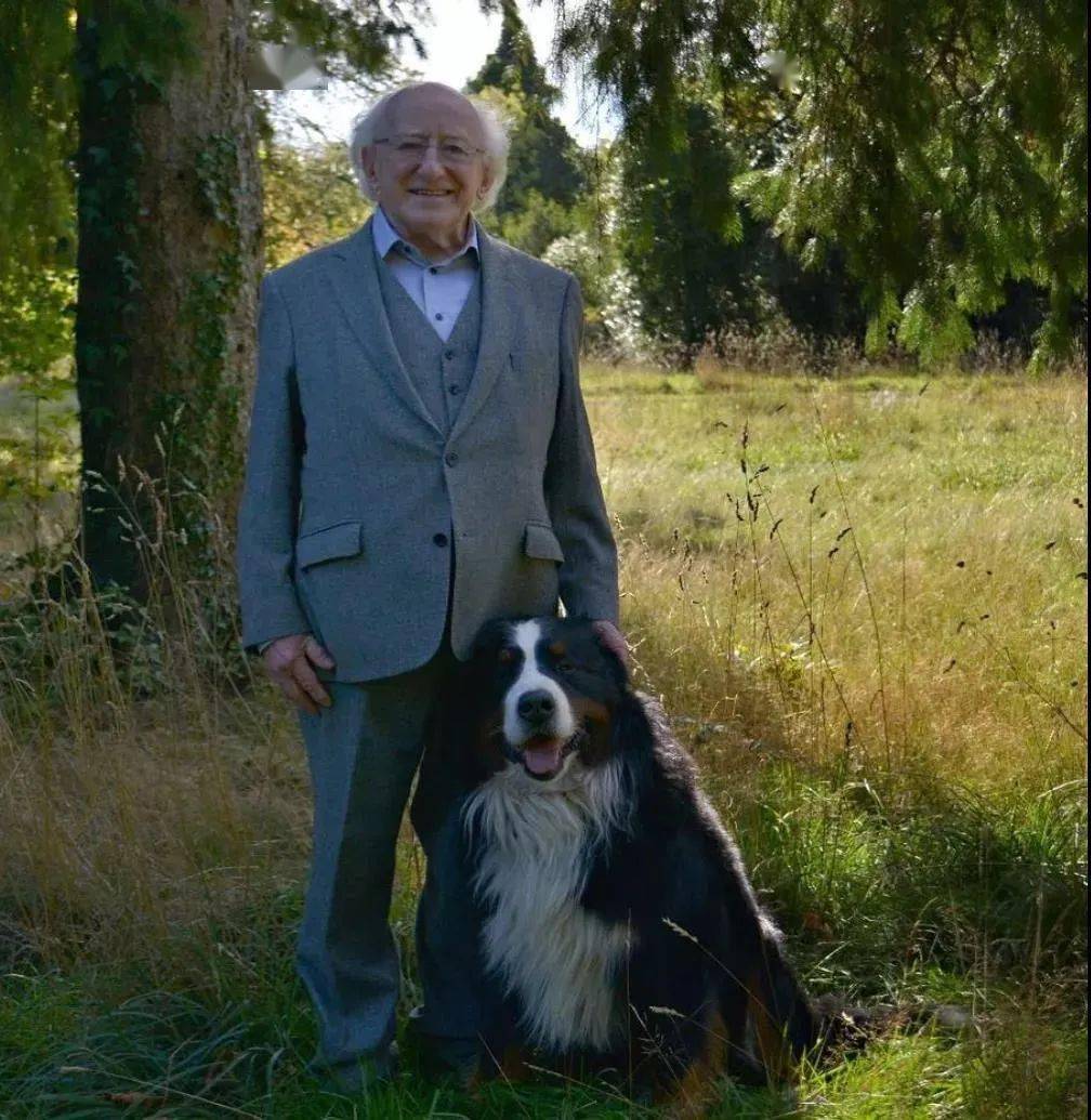 爱尔兰总统接受采访时身旁大狗子疯狂撒娇抢镜网友都被萌晕了