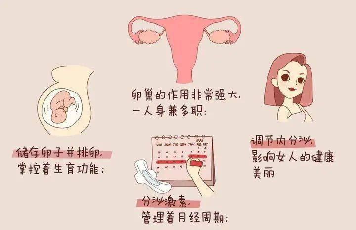 女人不養巢難道等著老四款養巢秘方保護卵巢防早衰健康卵巢吃出來