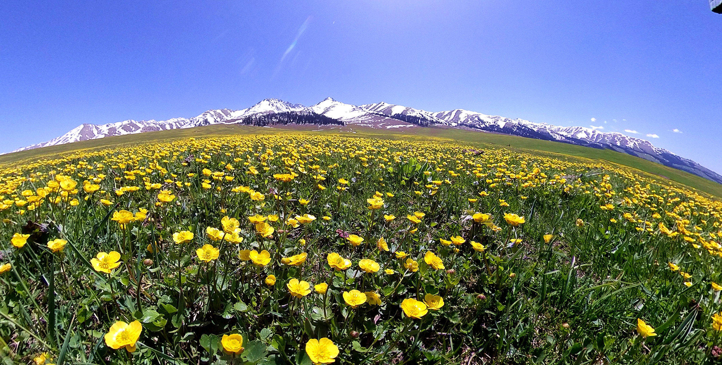 新疆新源:金莲花开 灿烂了一片草原