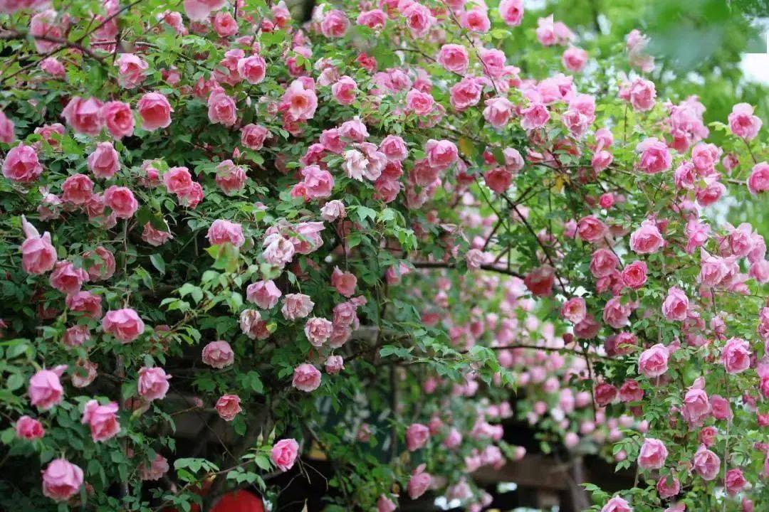 鲜花饼排行_云南鲜花饼相关新闻_图片_视频_网友讨论_头条_中华网