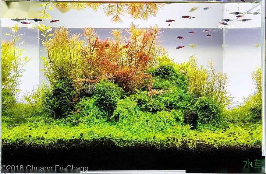 水草缸后景草的8种布局方式让你一次看个够